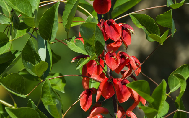Red flowers branch leaves blurry free wallpaper for desktop - medium preview image