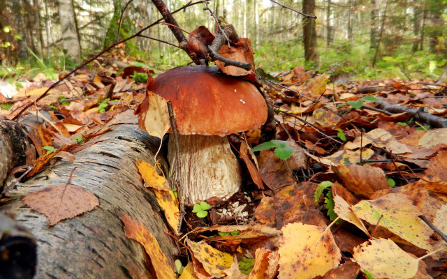 Mushroom stump autumn leaves fire free wallpaper for desktop - medium preview image