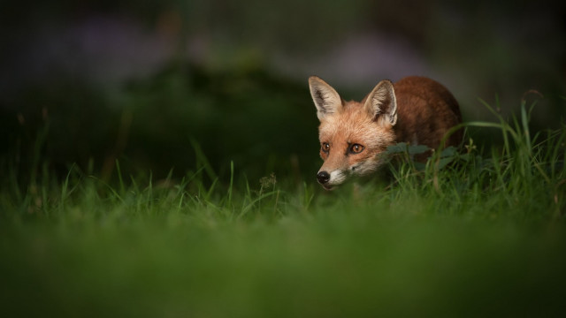 Small fox walking woods nature free wallpaper for desktop - medium preview image