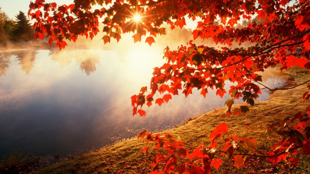 Lake tree sun fog autumn free wallpaper for desktop - medium preview image
