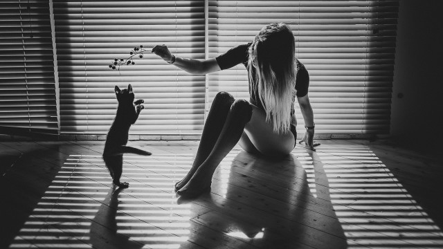 Woman cat blinds shadow art free wallpaper for desktop - medium preview image