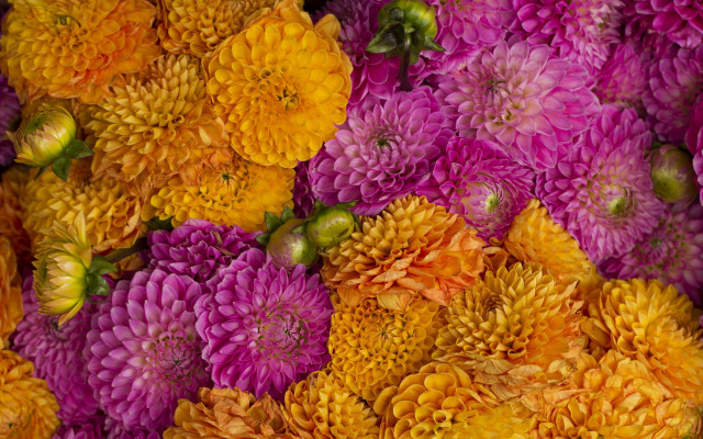 Flowers bunch autumn vibrant painting free wallpaper for desktop - medium preview image