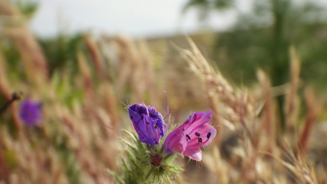 Purple flower field bokeh shallow free wallpaper for desktop - medium preview image