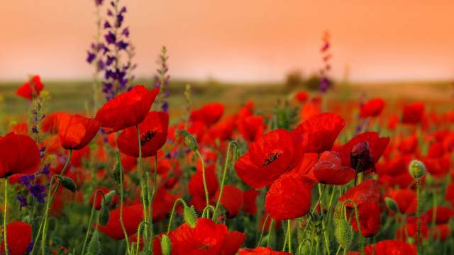 Red flowers pink sky field free wallpaper for desktop - medium preview image