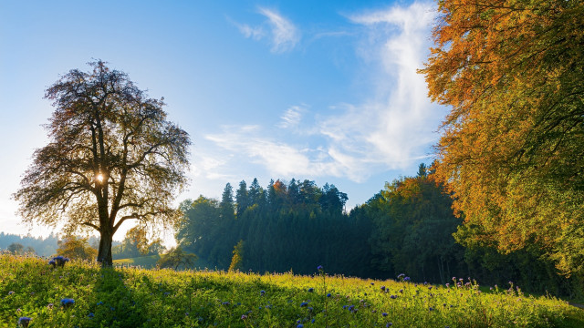 Tree field clouds blueflowers nature free wallpaper for desktop - medium preview image