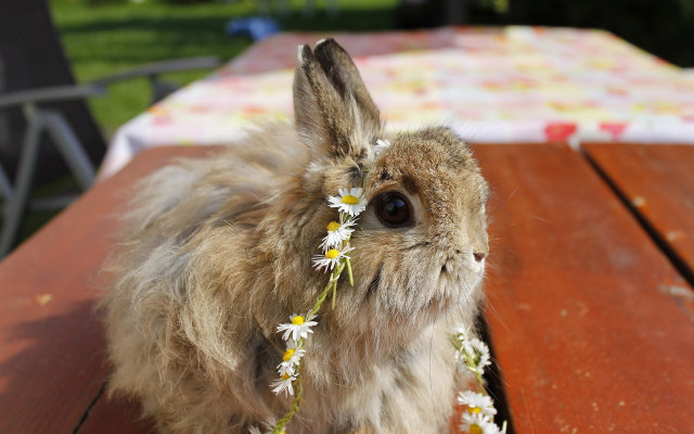 Rabbit flower picnic table impressionist free wallpaper for desktop - medium preview image