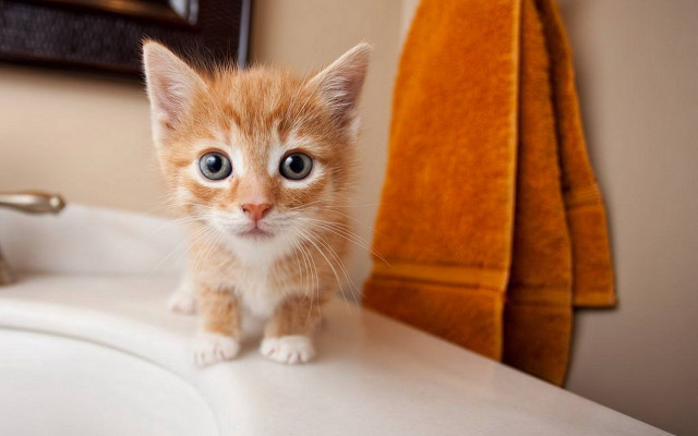 Orange kitten bathroom mirror blurry free wallpaper for desktop - medium preview image