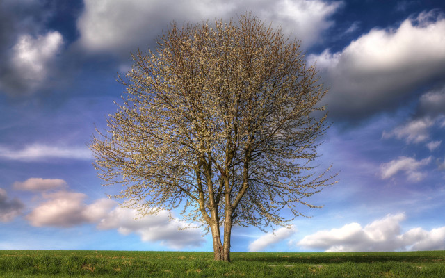 Tree field blue sky clouds #3 free wallpaper for desktop - medium preview image