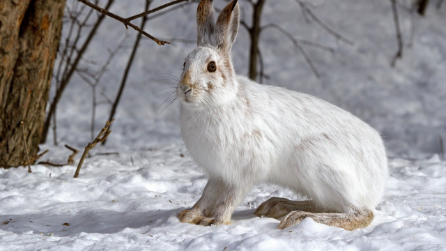 White rabbit snow tree branch #2 free wallpaper for desktop - medium preview image