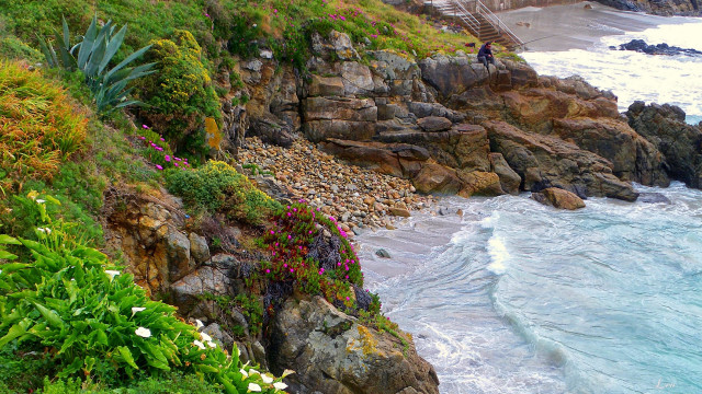 Cliff overlooking ocean flower bush free wallpaper for desktop - medium preview image