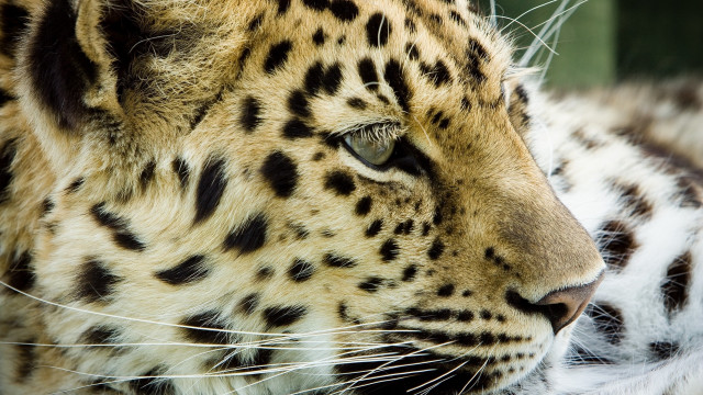 Leopard closeup blurry background jigsaw free wallpaper for desktop - medium preview image