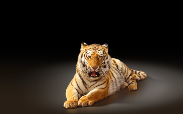 Stuffed tiger open mouth black free wallpaper for desktop - medium preview image