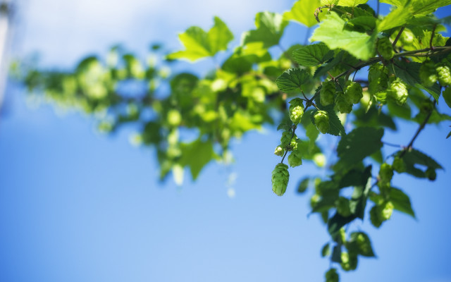 Branch leaves blue sky bokeh #2 free wallpaper for desktop - medium preview image