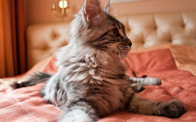 Cat bed looking up muzzle free wallpaper for desktop - medium preview image