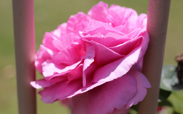 Pink flower pole sun blurry free wallpaper for desktop - medium preview image