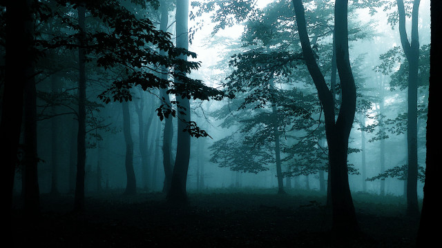 Foggy forest bench gothic matte free wallpaper for desktop - medium preview image