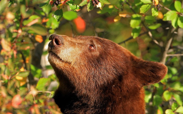 Brown bear berries christmas forest free wallpaper for desktop - medium preview image