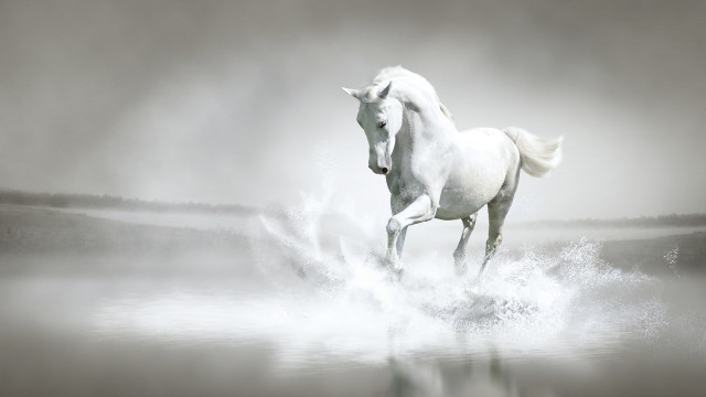 White horse running foggy water free wallpaper for desktop - medium preview image