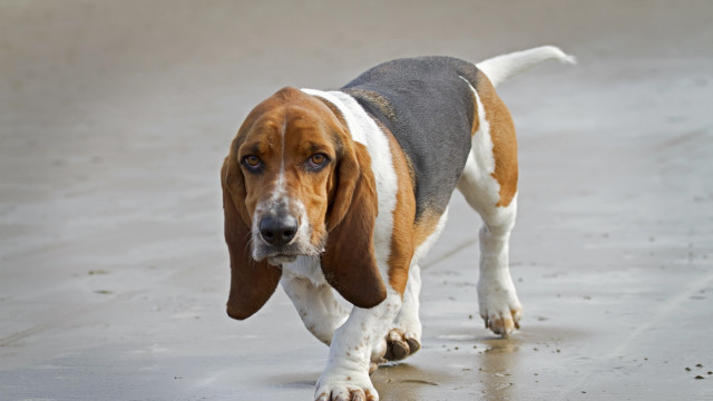 Dog walking wet surface blurry free wallpaper for desktop - medium preview image