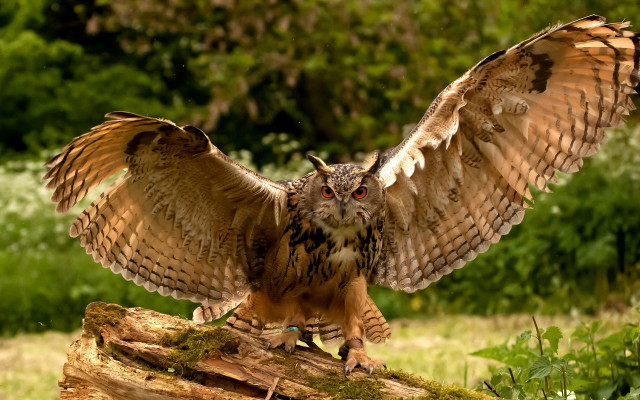 Large owl on log forest free wallpaper for desktop - medium preview image