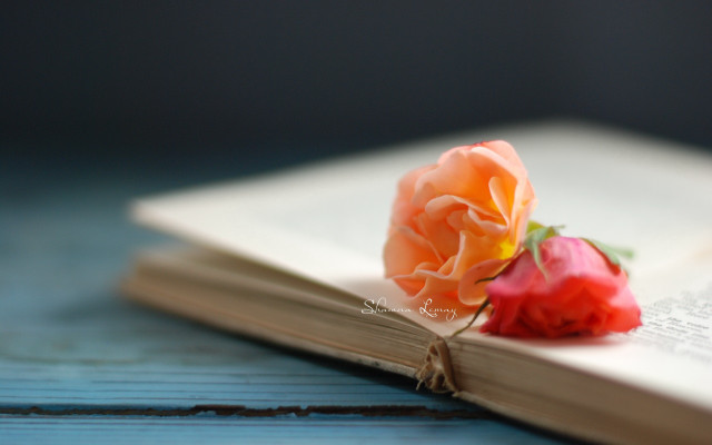 Book rose table bookmark shallow free wallpaper for desktop - medium preview image