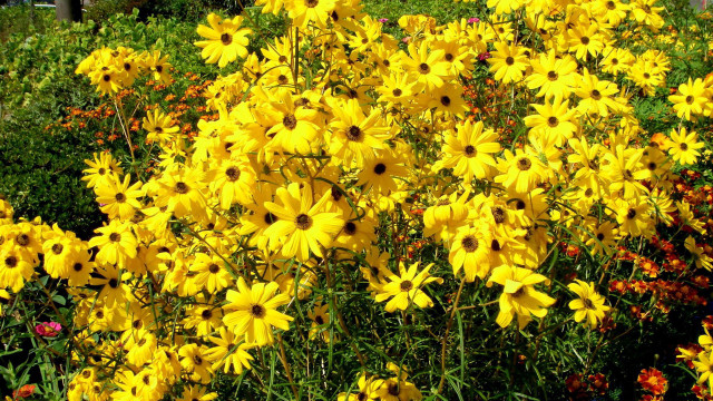 Flower field yellow red orange free wallpaper for desktop - medium preview image