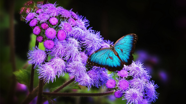 Blue butterfly purple flower magic free wallpaper for desktop - medium preview image