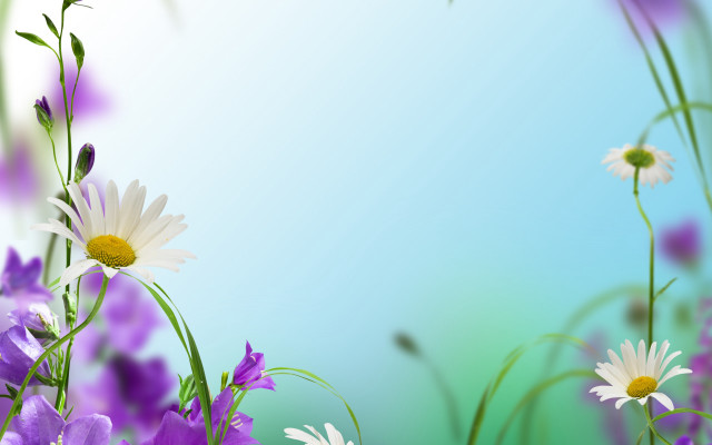 Flower field bouquet daisy lily free wallpaper for desktop - medium preview image