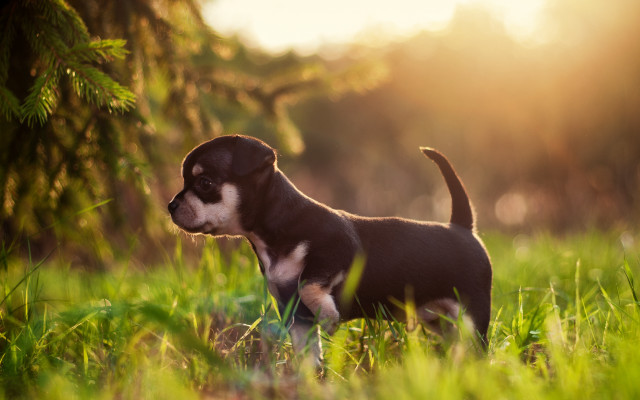 Puppy field grass sunshine blurry free wallpaper for desktop - medium preview image