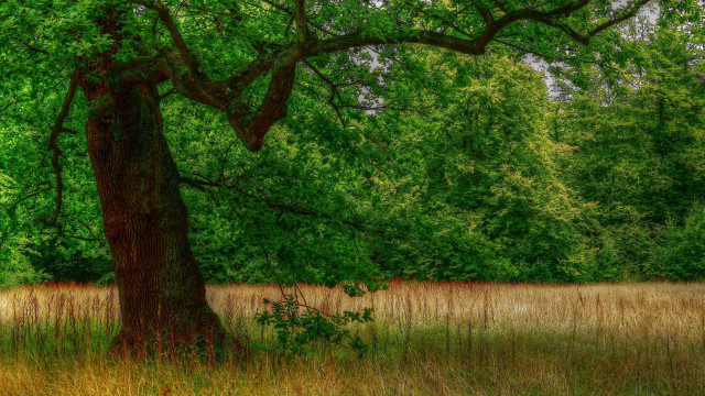 Large tree grassy field bench free wallpaper for desktop - medium preview image
