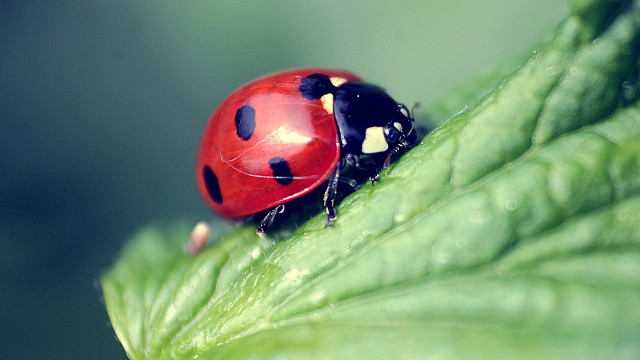 Ladybug greenleaf whitedots macrooutdoors ecologicalmoon free wallpaper for desktop - medium preview image