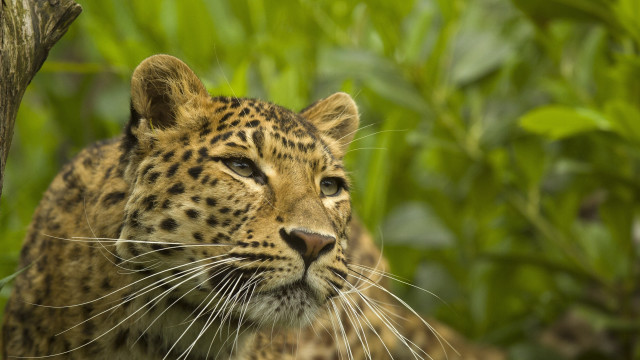 Leopard forest bokeh depth nature free wallpaper for desktop - medium preview image