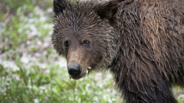 Wet bear standing grass looking free wallpaper for desktop - medium preview image