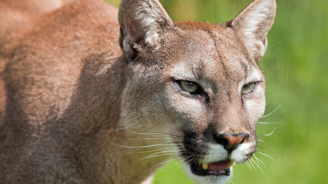 Mountain lion closeup blurry background #2 free wallpaper for desktop - medium preview image