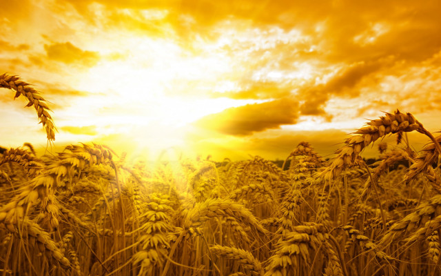 Wheat field sunset clouds radiant free wallpaper for desktop - medium preview image