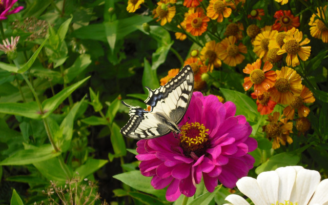 Butterfly flower garden summer vibrant free wallpaper for desktop - medium preview image