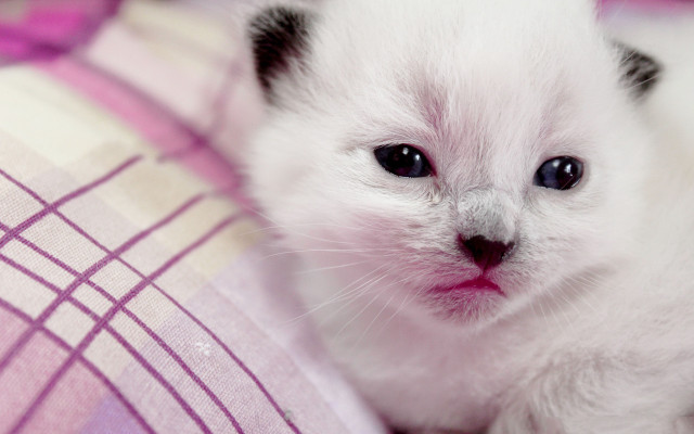 White kitten black ears pink free wallpaper for desktop - medium preview image