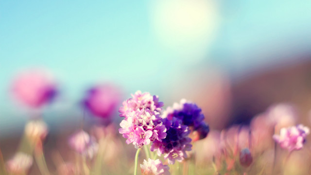 Purple flower field blue sky #2 free wallpaper for desktop - medium preview image