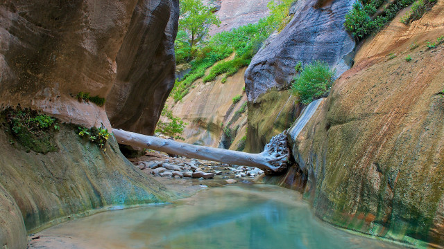 Narrow river canyon fallen branch free wallpaper for desktop - medium preview image