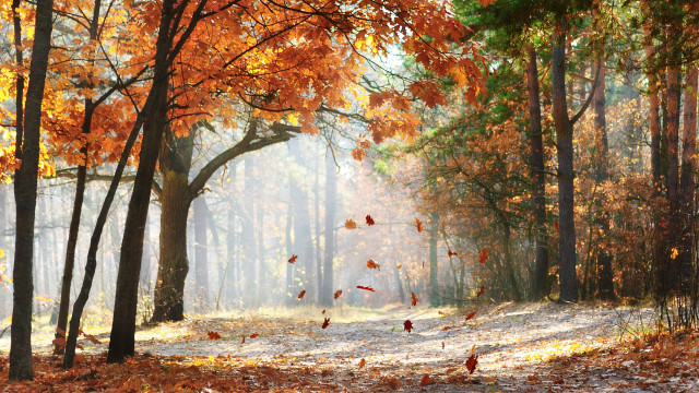 Autumn forest leaves light falling free wallpaper for desktop - medium preview image