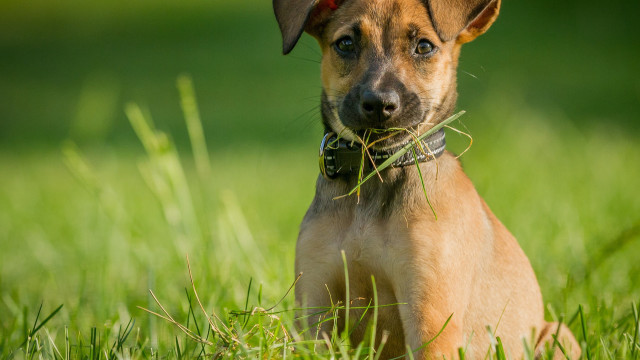 Dog grass eating shiba inu free wallpaper for desktop - medium preview image