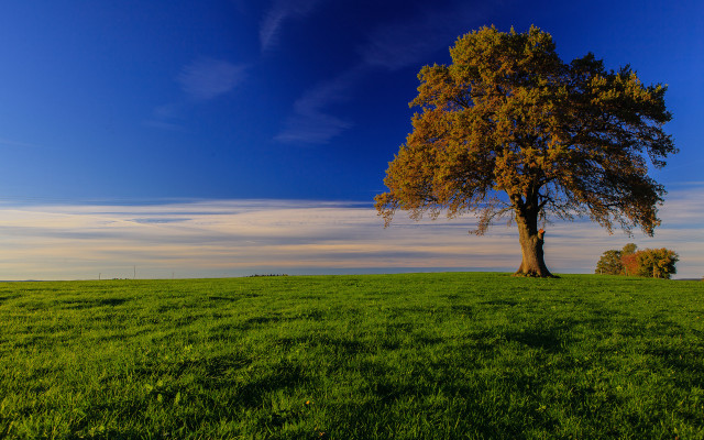 Lone tree grassy field blue free wallpaper for desktop - medium preview image