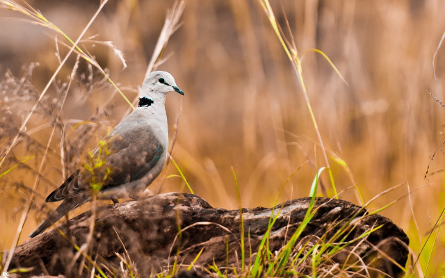 Bird rock grass tiltshift animal free wallpaper for desktop - medium preview image