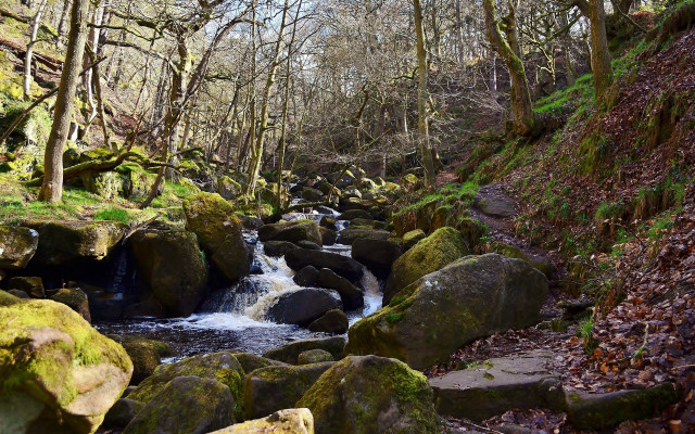 Forest river mossy rocks nature free wallpaper for desktop - medium preview image