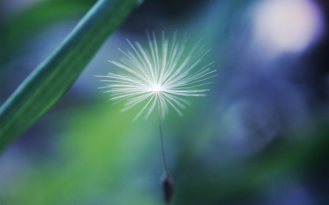 Dandelion macro night moonlight fireworks free wallpaper for desktop - medium preview image
