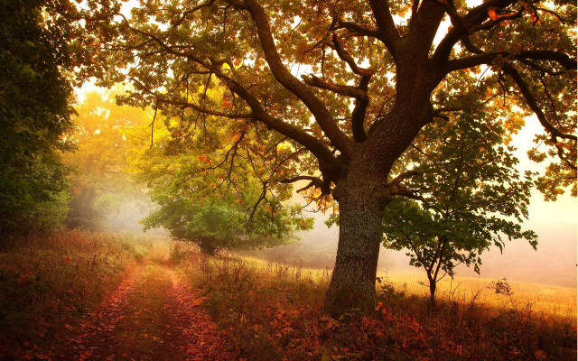 Forest path tree foggy autumn free wallpaper for desktop - medium preview image
