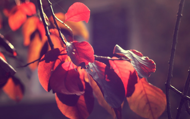Branch red green leaves building free wallpaper for desktop - medium preview image