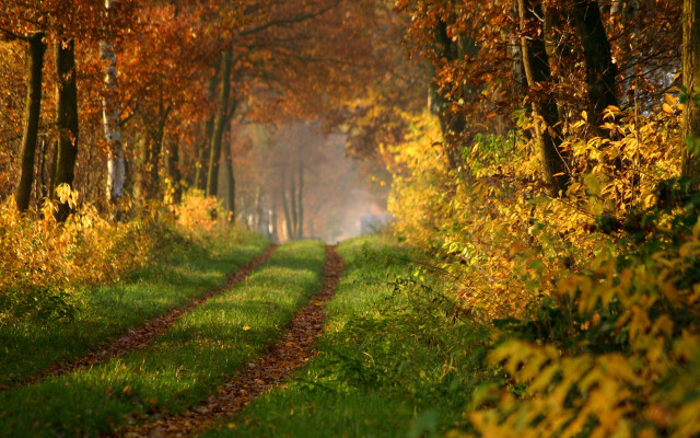 Dirt road autumn leaves forest free wallpaper for desktop - medium preview image