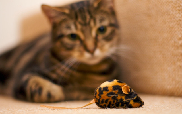 Cat toy mouse couch blue free wallpaper for desktop - medium preview image