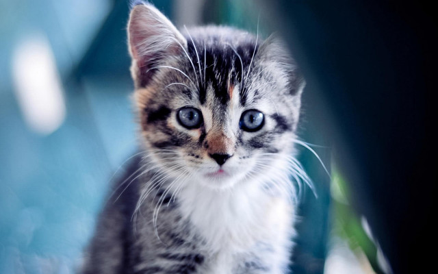 Small kitten blue eyes table free wallpaper for desktop - medium preview image